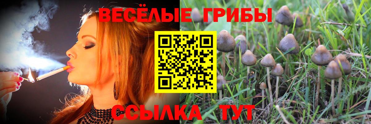 Малгобек  Галлюциногенные грибы прущие грибы  Галлюциногенные грибы мицелий  Вход с VPN 
